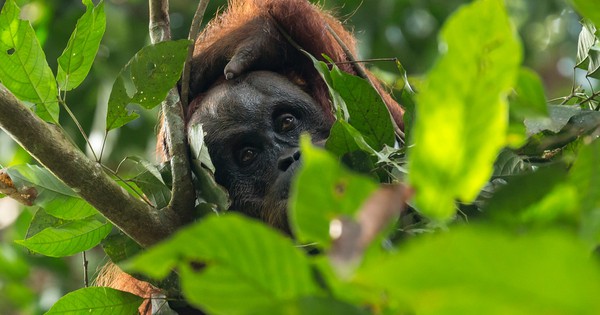"Người rừng": Loài vật sở hữu IQ sánh ngang trí tuệ nhân loại, hiện chỉ còn vài nghìn cá thể avatar1767689480150 1767689480544401160910jpg