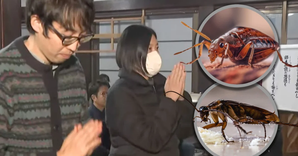 Công ty diệt côn trùng Nhật Bản làm lễ cầu siêu cho những con bọ bị tiêu diệt avatar1767769697806 176776969816440482244png