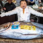 Người đàn ông xuống tiền mua con cá nặng 242kg giá 85 tỷ đồng avatar1767774395523 17677743960161192122232jpg