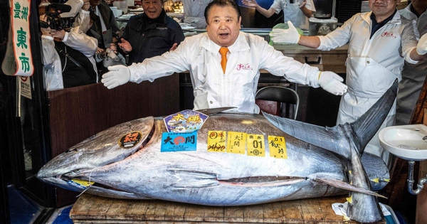 Người đàn ông xuống tiền mua con cá nặng 242kg giá 85 tỷ đồng avatar1767774395523 17677743960161192122232jpg