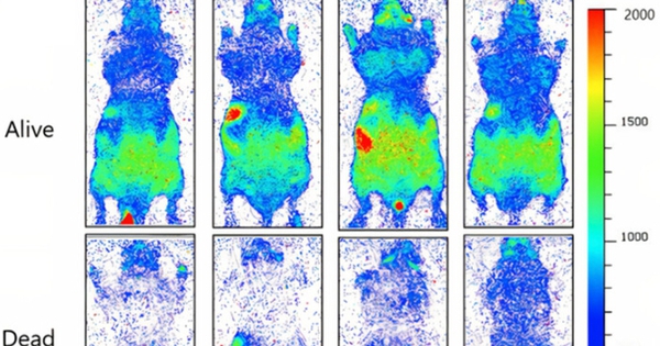Con người thực sự đang phát sáng và sẽ tối lại sau khi chết avatar1767849932325 17678499327131640502379jpg