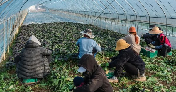 Hàn Quốc mở đợt cao điểm toàn quốc trấn áp nạn bóc lột lao động di cư avatar1767877425485 17678774261542021104019jpg