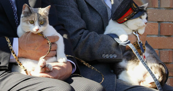 Nhật Bản phong tặng chức trưởng ga tàu cho mèo avatar1767877623915 17678776241581649477635png