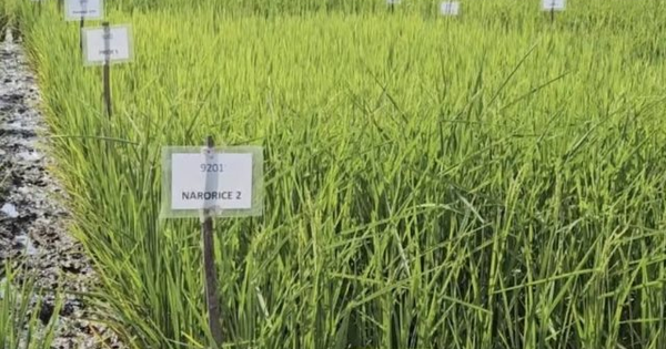 Phát minh chưa từng có của Ấn Độ làm rung chuyển ngành lương thực: Tạo ra giống lúa chỉnh sửa gen tăng 30% năng suất, sản lượng tăng thêm 4,5 triệu tấn lúa avatar1767883716524 1767883724221353548122png