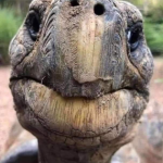 Con vật già nhất hành tinh avatar1768036299214 1768036300260398935731 0 50 562 949 crop 17680363225231590463593png