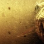 Loài cá nước ngọt là sát thủ khiến “chúa tể đầm lầy” cũng sợ bị xơi tái, chỉ cần thoáng thấy đã né từ xa avatar1768119576576 176811957683647029031jpg