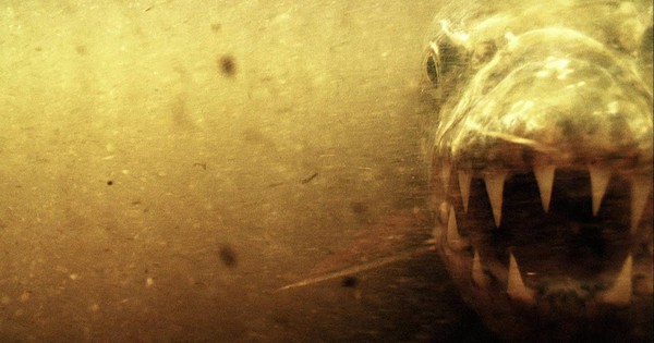 Loài cá nước ngọt là sát thủ khiến “chúa tể đầm lầy” cũng sợ bị xơi tái, chỉ cần thoáng thấy đã né từ xa avatar1768119576576 176811957683647029031jpg