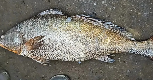 Bắt được con cá nặng 25kg, ngư dân liền bán với giá 115 triệu đồng avatar1768184615822 1768184616062459972170jpg