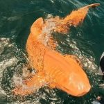 Cá mập vàng rực ngoài khơi Costa Rica khiến giới khoa học kinh ngạc về đột biến sắc tố hiếm gặp avatar1768194405768 1768194406155474057720jpg