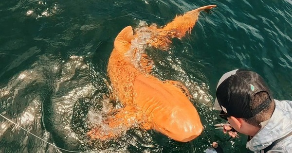 Cá mập vàng rực ngoài khơi Costa Rica khiến giới khoa học kinh ngạc về đột biến sắc tố hiếm gặp avatar1768194405768 1768194406155474057720jpg