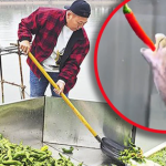 Nghe như đùa: Ao cá tại Trung Quốc được cho ăn 5 tấn ớt mỗi ngày, điểm lạ chỉ lộ ra khi thu hoạch avatar1768291714356 17682917146201867098613png