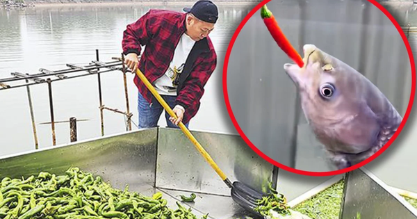 Nghe như đùa: Ao cá tại Trung Quốc được cho ăn 5 tấn ớt mỗi ngày, điểm lạ chỉ lộ ra khi thu hoạch avatar1768291714356 17682917146201867098613png