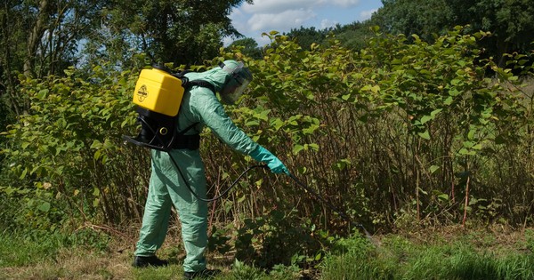 Loài cây “ác mộng” khiến Anh phải chi hơn 8.733 tỷ đồng/năm để tiêu diệt: Đâm thủng cả bê tông, cao thêm 2,5m chỉ trong 1 tháng avatar1768309552650 17683095529651253129875jpg