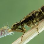 Một sinh vật lạ trông giống châu chấu đã xuất hiện trong bể cá và bơi cực nhanh, cư dân mạng cảnh báo nếu không bắt nhanh nó sẽ ăn hết cá avatar1768452346538 17684523471251315238947jpg