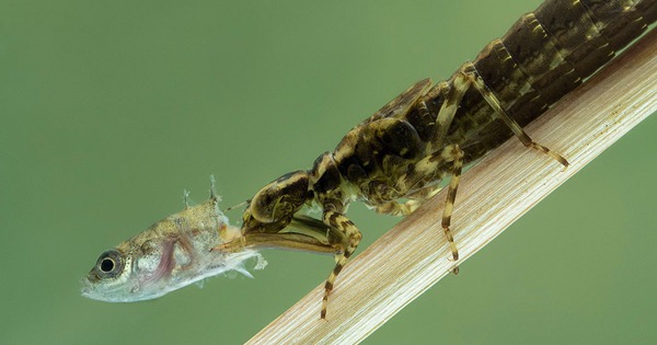 Một sinh vật lạ trông giống châu chấu đã xuất hiện trong bể cá và bơi cực nhanh, cư dân mạng cảnh báo nếu không bắt nhanh nó sẽ ăn hết cá avatar1768452346538 17684523471251315238947jpg