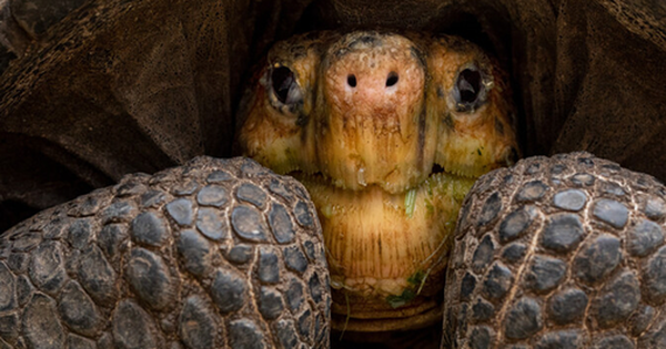 Loài vật quý hiếm bậc nhất hành tinh, tuyệt tích hơn 100 năm bất ngờ "tái xuất" avatar1768460556843 1768460557183789954831 0 84 315 588 crop 1768460571679396928854png