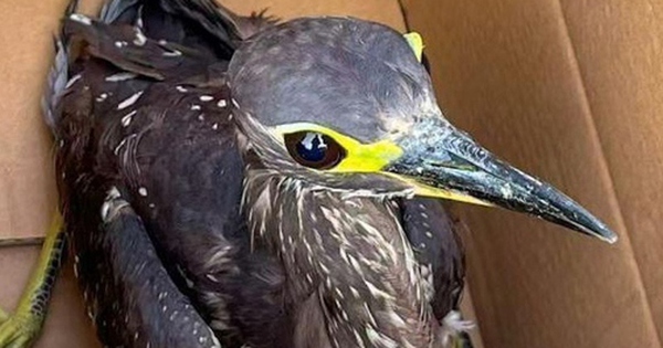 Đi câu cá, người đàn ông bắt được con chim "bí ẩn" avatar1768461308707 1768461309238412617847 0 43 315 547 crop 17684613223871857479628jpg