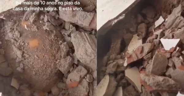 Đập sàn nhà để sửa chữa, gia đình bất ngờ phát hiện thứ vẫn “sống” dưới đó suốt 10 năm avatar1768461394467 17684613949601254305613png