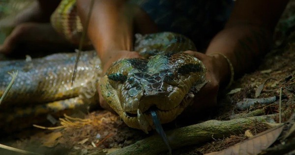 Trăn khổng lồ mới lộ diện trong rừng Amazon khiến giới khoa học sửng sốt avatar1768467941889 17684679422471645901426jpg