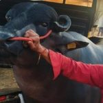 Con trâu màu đen sì có giá 60 tỷ đồng, chủ vẫn "chưa ưng bán" avatar1768553781516 1768553781865697329782jpg