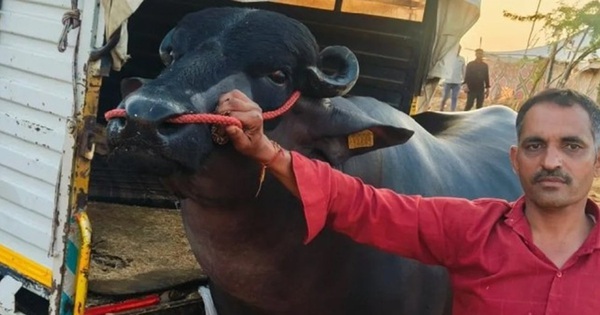 Con trâu màu đen sì có giá 60 tỷ đồng, chủ vẫn "chưa ưng bán" avatar1768553781516 1768553781865697329782jpg