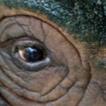 Loài thú bí ẩn bậc nhất hành tinh, cả thế giới chỉ còn chưa đến 50 cá thể avatar1768553838642 1768553841492953194618 0 30 315 534 crop 1768553852973529282990png