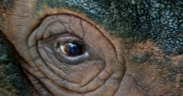 Loài thú bí ẩn bậc nhất hành tinh, cả thế giới chỉ còn chưa đến 50 cá thể avatar1768553838642 1768553841492953194618 0 30 315 534 crop 1768553852973529282990png