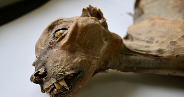 Phát hiện 7 “xác ướp” nhưng không phải con người trong hang động Ả Rập Saudi avatar1768709559506 17687095603731528200955jpg