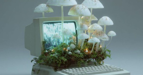 Kỷ nguyên máy tính sinh học: Khi nấm hương trong bếp trở thành linh kiện điện tử thay thế chip silicon đắt đỏ avatar1768728400914 17687284013381024064298 0 24 315 528 crop 17687284201861923727440jpg