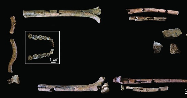 Lộ diện bộ hài cốt cổ xưa nhất của "loài người thực thụ" avatar1768792000565 17687920010061801540347jpg