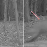 Lần theo đoạn video chỉ vài giây, chuyên gia hân hoan tìm thấy loài vật từng "tuyệt chủng" hơn 100 năm avatar1768807023738 17688070242761879242144png