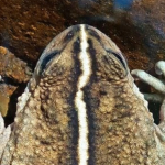 Loài vật quý hiếm bậc nhất hành tinh, mất tích 130 năm bất ngờ "tái xuất" avatar1768808192148 1768808192559807109319 0 55 315 559 crop 17688082063941725200191png