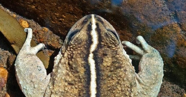 Loài vật quý hiếm bậc nhất hành tinh, mất tích 130 năm bất ngờ "tái xuất" avatar1768808192148 1768808192559807109319 0 55 315 559 crop 17688082063941725200191png