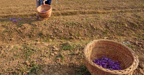 Gia vị đắt nhất thế giới bất ngờ gặp "bão táp": Sản lượng thấp kỉ lục, là hoa quý chỉ nở 36 tiếng mỗi năm avatar1768815339622 176881533987423234781png