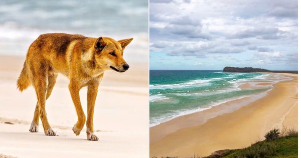 Phát hiện cô gái 19 tuổi tử vong trên bãi biển nổi tiếng với 10 con chó hoang xung quanh avatar1768897363901 17688973648361377999952jpg