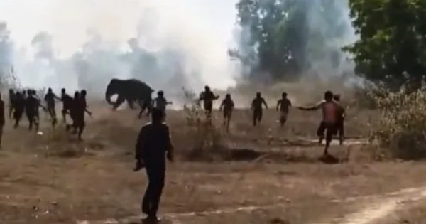Voi dữ tấn công khiến 22 người tử vong, dân làng hoảng sợ avatar1768901219740 17689012204931969758739jpg
