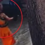 Nhà sư cầu cứu khi bị trăn khủng dài 4 mét, nặng 15kg siết chặt cổ avatar1768966980571 17689669809042003642325 0 0 315 504 crop 1768966996072743468477jpg