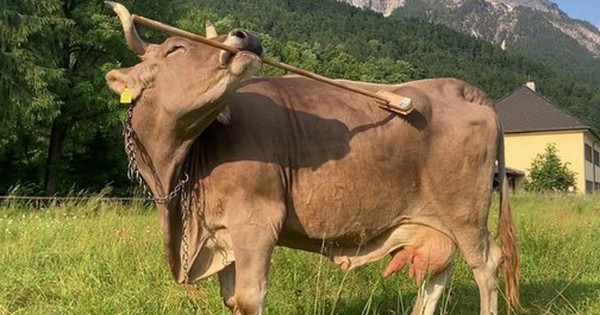 Một con bò ở Áo xuất hiện điều tưởng chỉ có ở con người avatar1768968152207 17689681524811192012183 0 50 315 554 crop 1768968163928601445668jpg