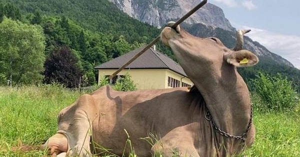 Con bò gây sốt khi sở hữu khả năng cực kỳ đặc biệt avatar1769074452478 1769074453632835290670jpg