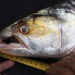 Lần theo dấu vết của cá thể lạ, láng giềng Việt Nam bất ngờ phát hiện loài vật "tuyệt chủng" gần 20 năm avatar1769325464577 17693254649271388919072png