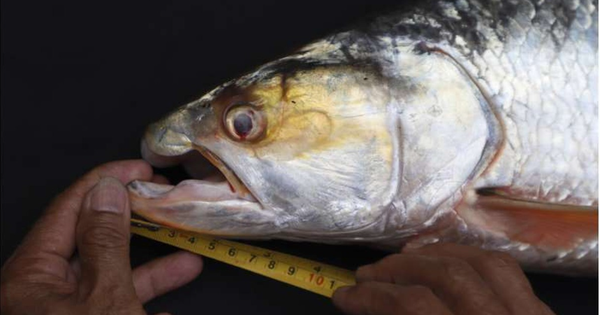 Lần theo dấu vết của cá thể lạ, láng giềng Việt Nam bất ngờ phát hiện loài vật "tuyệt chủng" gần 20 năm avatar1769325464577 17693254649271388919072png