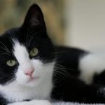 Kỳ tích chú mèo vượt 250km từ Tây Ban Nha tìm đường về Pháp sau 5 tháng mất tích avatar1769326152488 17693261528111257387604jpg