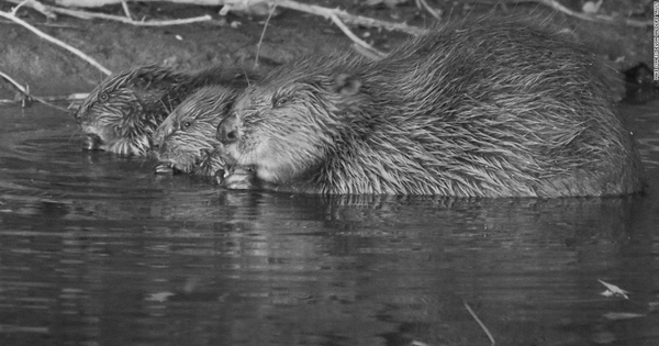 Loài vật quý hiếm bậc nhất hành tinh, tuyệt chủng 400 năm bất ngờ "tái xuất" avatar1769329744077 17693297443861427952608png