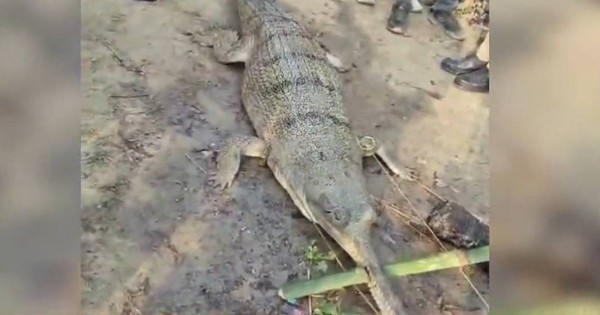 Thả lưới trên sông, ngư dân hoảng sợ khi bắt được thứ đáng sợ avatar1769345973617 17693459739601465701490jpg