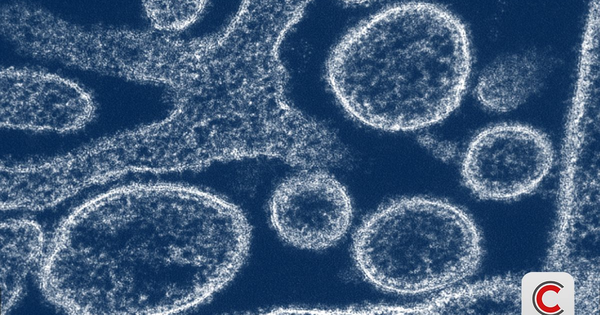 Nipah 2026: "Sát thủ" có tỷ lệ tử vong 40-75%, chưa có vaccine đặc hiệu avatar1769411358642 17694113591111327600774png