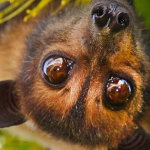 Không có vaccine, tỉ lệ tử vong tới 75%, có thể không triệu chứng: Bác sĩ giải thích vì sao dịch virus Nipah cần phòng tránh ngay từ đầu? avatar1769412287419 17694122880261514346921 0 49 403 694 crop 17694123204551591675940png