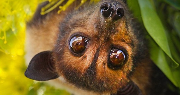 Không có vaccine, tỉ lệ tử vong tới 75%, có thể không triệu chứng: Bác sĩ giải thích vì sao dịch virus Nipah cần phòng tránh ngay từ đầu? avatar1769412287419 17694122880261514346921 0 49 403 694 crop 17694123204551591675940png