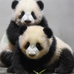 Buồn của Nhật Bản: 100.000 người đăng ký đến chia tay cặp gấu trúc song sinh về Trung Quốc, đánh dấu ngày không còn con gấu trúc nào trên lãnh thổ avatar1769412387694 17694123881301859908653 0 0 467 747 crop 17694124065931445596145png