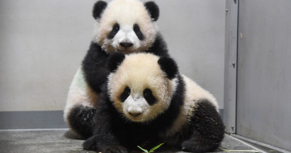 Buồn của Nhật Bản: 100.000 người đăng ký đến chia tay cặp gấu trúc song sinh về Trung Quốc, đánh dấu ngày không còn con gấu trúc nào trên lãnh thổ avatar1769412387694 17694123881301859908653 0 0 467 747 crop 17694124065931445596145png