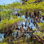 Hàng nghìn sinh vật đu kín ngọn cây ở khu dân cư suốt ngày đêm, người dân thấp thỏm vì 1 nguy cơ tiềm ẩn avatar1769415471203 176941547209946950744png